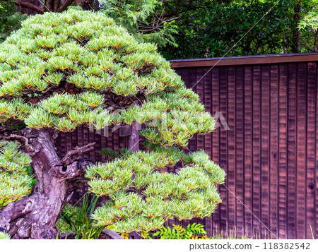 A pine bonsai tree standing out against a Japanese-style wooden fence A pine bonsai tree standing out against a Japanese-style wooden fence 118382542