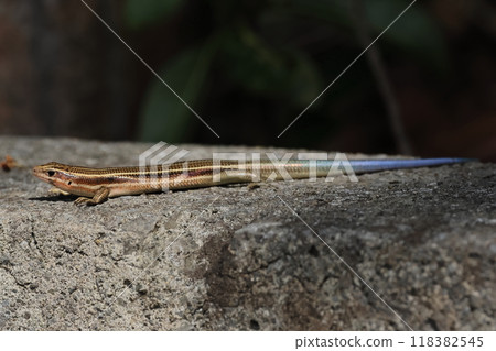 Living creatures, reptiles, Okinawa skink, one step away from becoming an adult. The body is turning brown and the blue of the tail is fading. Living creatures, reptiles, Okinawa skink, one step away from becoming an adult. The body is turning brown and the blue of the tail is fading. 118382545