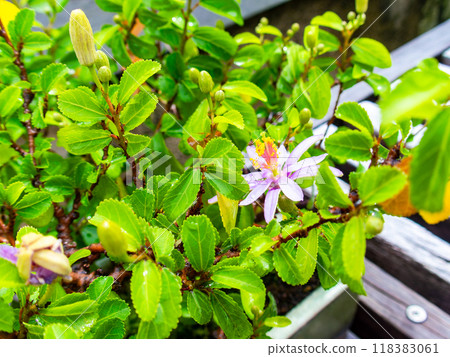 Beautifully blooming Sulenboku Beautifully blooming Sulenboku 118383061