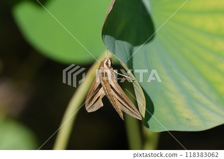 A striped sparrow resting on a lotus leaf A striped sparrow resting on a lotus leaf 118383062
