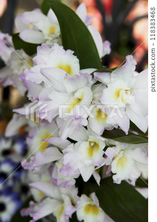 石斛 石斛 118383468