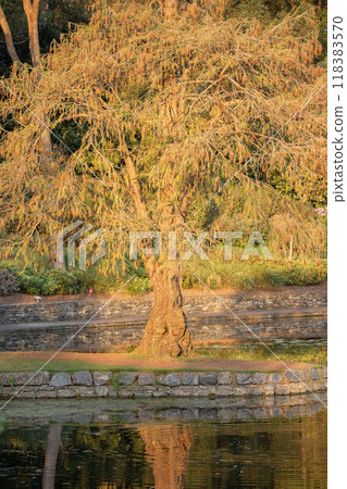 Brisbane Botanic Gardens Mount Coot-tha Brisbane Botanic Gardens Mount Coot-tha 118383570