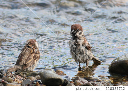 麻雀落在河裡洗澡 118383712