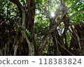 榕樹的光透過它 118383824