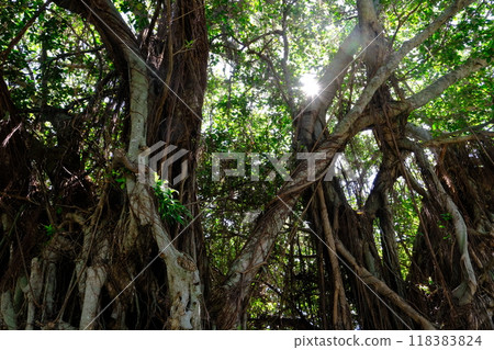 A banyan tree with sunlight streaming in A banyan tree with sunlight streaming in 118383824