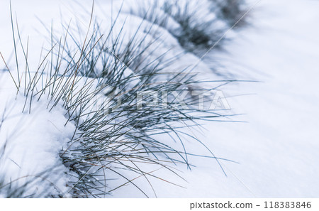 Ornamental grass Festuca glauca in the snow. Natural winter and Christmas background. Backdrop in white blue tones 118383846