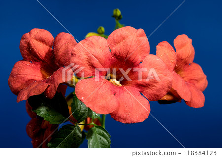 Blooming orange Bignonia capreolata on a blue background Blooming orange Bignonia capreolata on a blue background 118384123