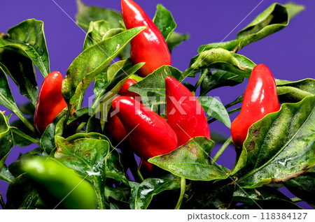 Red Chili Peppers on a blue background 118384127
