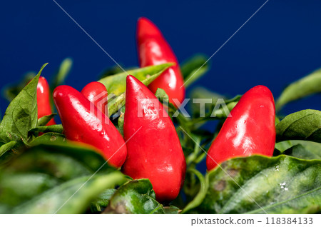 Red Chili Peppers on a blue background 118384133