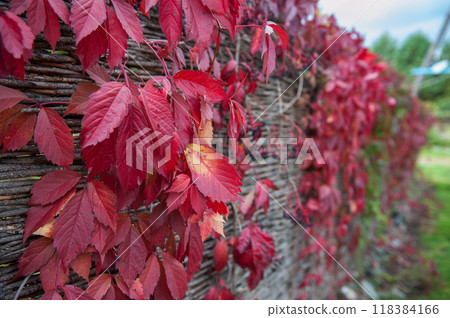 Colorful red leaves of a Virginia creeper 118384166