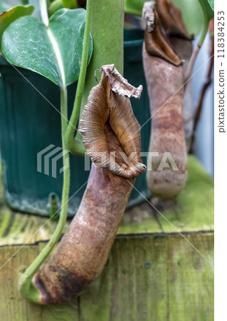 食蟲植物豬籠草（Nepenthes）的外觀 118384253