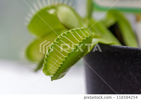 捕蠅草邊緣有尖銳的刺,它們會合上葉子來捕捉獵物。 捕蠅草邊緣有尖銳的刺,它們會合上葉子來捕捉獵物。 118384254