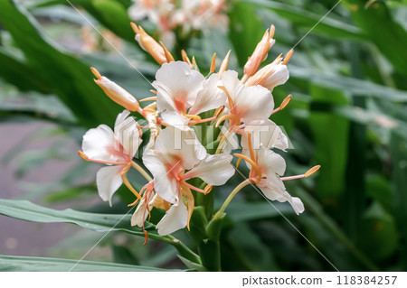 Hanasukusha flower, known as ginger in Japan Hanasukusha flower, known as ginger in Japan 118384257