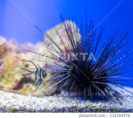 浦东陆家嘴上海海洋水族馆的刺冠海胆 118384478
