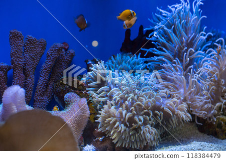 浦东陆家嘴上海海洋水族馆的海葵 118384479