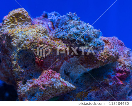 水族馆的石头鱼 水族馆的石头鱼 118384480