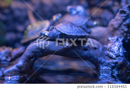 浦东陆家嘴上海海洋水族馆的南美侧颈龟 浦东陆家嘴上海海洋水族馆的南美侧颈龟 118384481