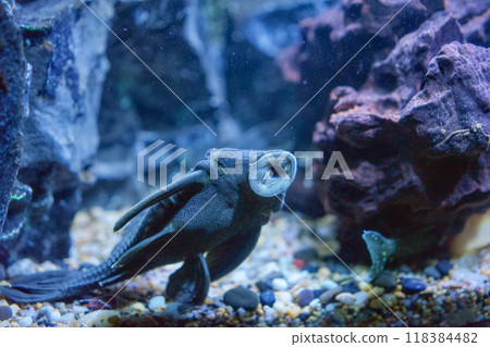 水族馆的食腐鱼 118384482