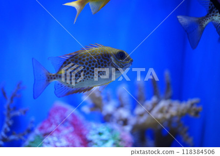 浦东陆家嘴上海海洋水族馆的点蓝子鱼 浦东陆家嘴上海海洋水族馆的点蓝子鱼 118384506