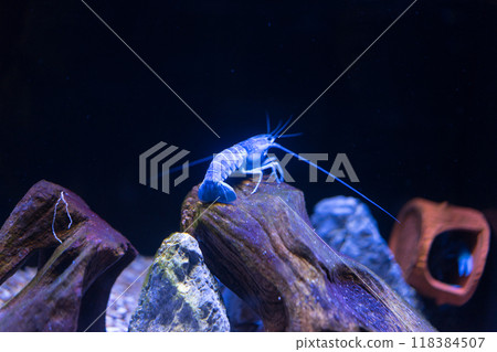浦东陆家嘴上海海洋水族馆的蓝魔虾 浦东陆家嘴上海海洋水族馆的蓝魔虾 118384507