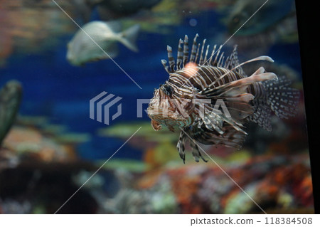 浦东陆家嘴上海海洋水族馆的狮子鱼 浦东陆家嘴上海海洋水族馆的狮子鱼 118384508