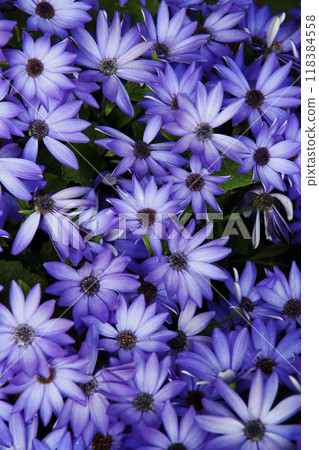 瓜葉菊 瓜葉菊 118384558