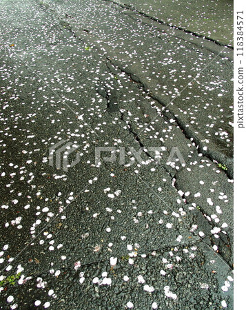 Scenery of a promenade lined with cherry blossom trees with petals falling after the rain 118384571