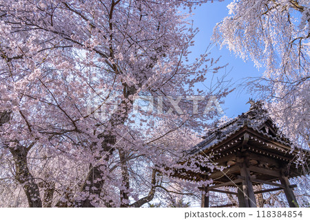 Matsumoto City, Nagano Prefecture: The 500-year-old weeping cherry tree and bell tower of Anyoji Temple 118384854