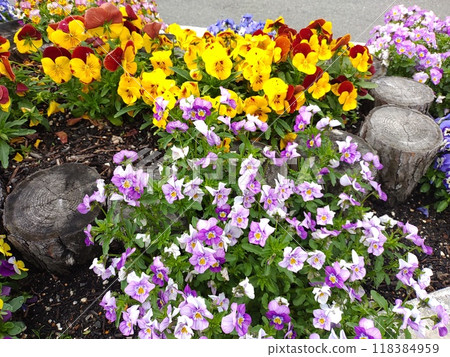 Pansy Viola MIX3 118384959