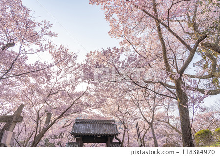 Ina City, Nagano Prefecture: Cherry blossoms in full bloom at Takato Castle Park, said to be the best in the country, and the Toyamon Gate Ina City, Nagano Prefecture: Cherry blossoms in full bloom at Takato Castle Park, said to be the best in the country, and the Toyamon Gate 118384970