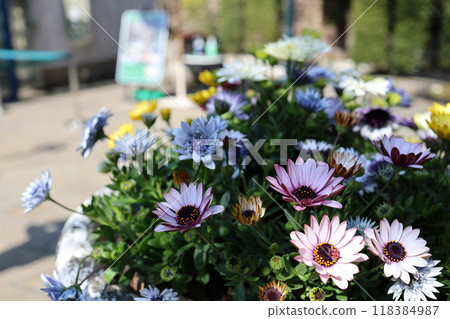 藍眼菊 藍眼菊 118384987