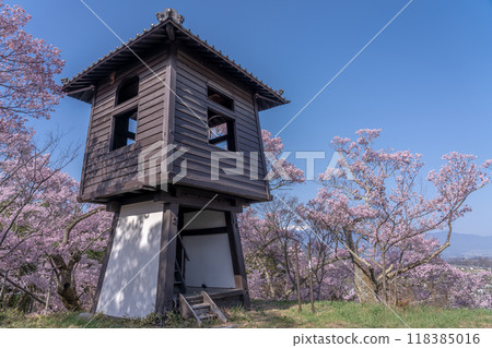 長野縣伊那市，高遠城跡公園，據說是全國最好的櫻花，盛開的櫻花和太鼓櫓 118385016