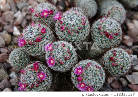 Mamiraria 118385157