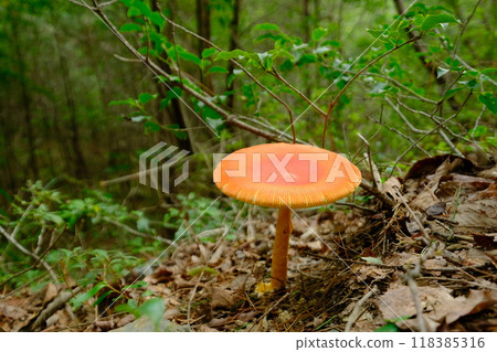 琉璃溪自然公園內撐著傘的玉子岳 琉璃溪自然公園內撐著傘的玉子岳 118385316