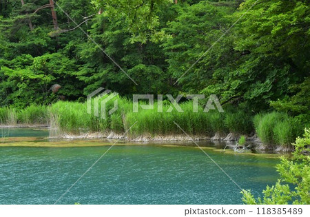 Summer Ruri Swamp in Urabandai 118385489