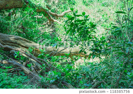 Fallen tree 118385756