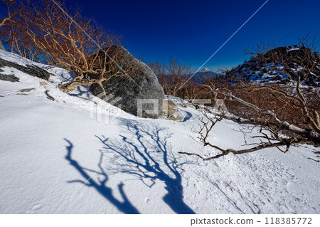 從南阿爾卑斯山法王三山藥師山附近的樺樹林看到的富士山 118385772