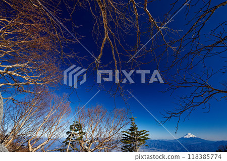 Mount Fuji as seen from the birch forest near Mount Yakushi in the Southern Alps Mount Fuji as seen from the birch forest near Mount Yakushi in the Southern Alps 118385774