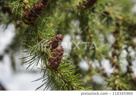 Close up of a green fir cone on a fir tree branch, young fir cone showing a green hue with hints of pink at its tips 118385960
