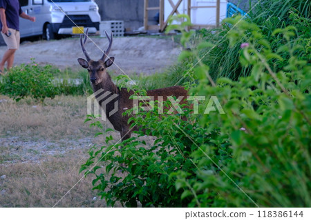 阿嘉島與慶良間鹿共存 阿嘉島與慶良間鹿共存 118386144