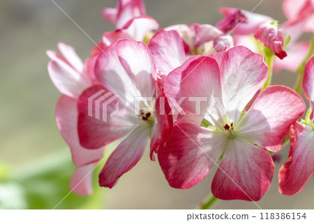 Home flowers close up 118386154