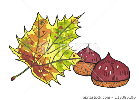 手繪水彩畫(圖畫字母)《秋天的梧桐樹葉》和兩個《栗子》 手繪水彩畫(圖畫字母)《秋天的梧桐樹葉》和兩個《栗子》 118386190