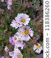 鮮花鮮花 118386260