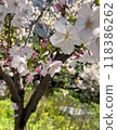 春天的公園櫻花盛開 118386262