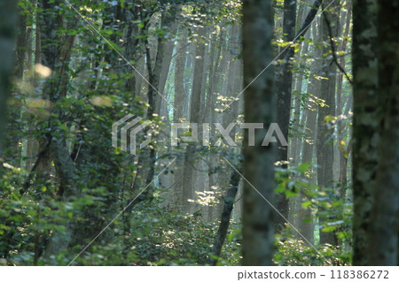 The beautiful green beech forest of Mt. Daisen in Tottori Prefecture The beautiful green beech forest of Mt. Daisen in Tottori Prefecture 118386272