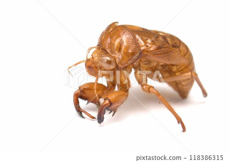 A newly emerged cicada shell A newly emerged cicada shell 118386315