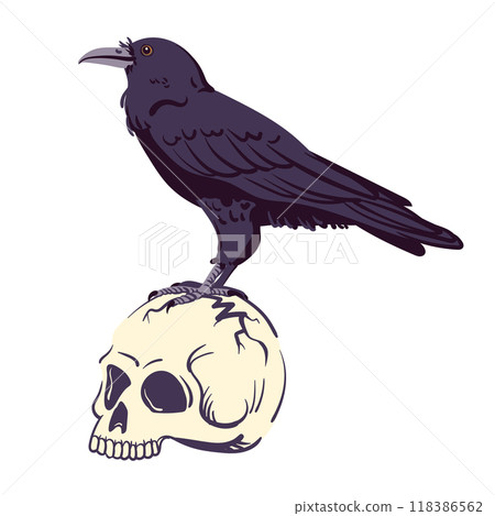 Black raven standing on a human skull. Vector illustration for Halloween. Witch's familiar, magical totem animal, guide to the afterlife. Symbol of death, witchcraft, mysticism and alchemy. Black raven standing on a human skull. Vector illustration for Halloween. Witch's familiar, magical totem animal, guide to the afterlife. Symbol of death, witchcraft, mysticism and alchemy. 118386562