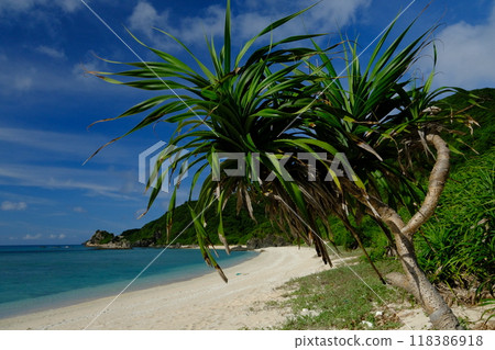 露兜樹和藍色的大海 露兜樹和藍色的大海 118386918