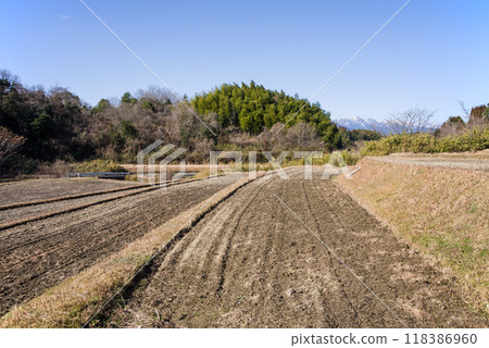 Winter rice field 118386960