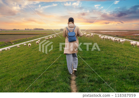 Woman walking many grazing sheep herd scene dike green field pasture meadow grassland North Wadden Sea coast East Friesland Germany warm dramatic sunset sky. Scenic german countryside landscape view 118387059